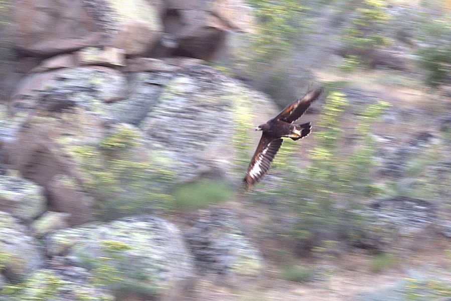 Golden Eagle