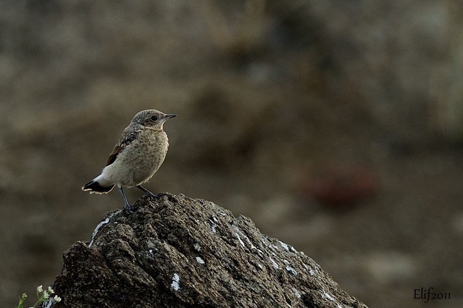Northern Wheatear