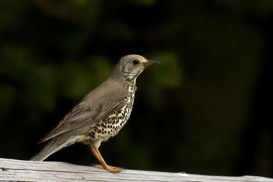 Mistle Thrush
