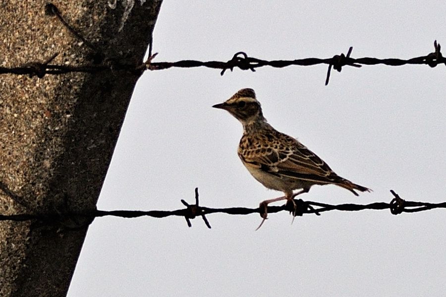 Woodlark