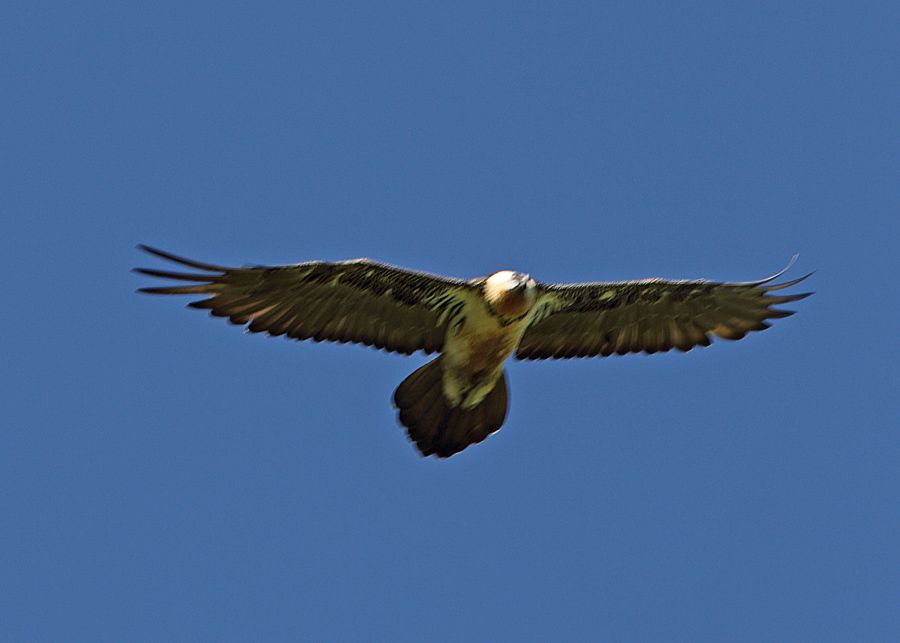 Bearded Vulture