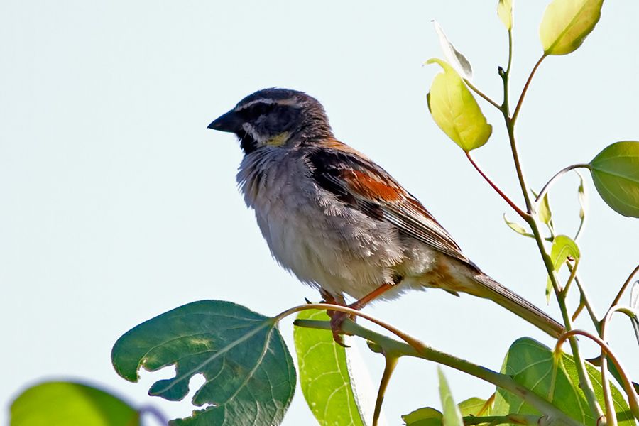 Dead Sea Sparrow