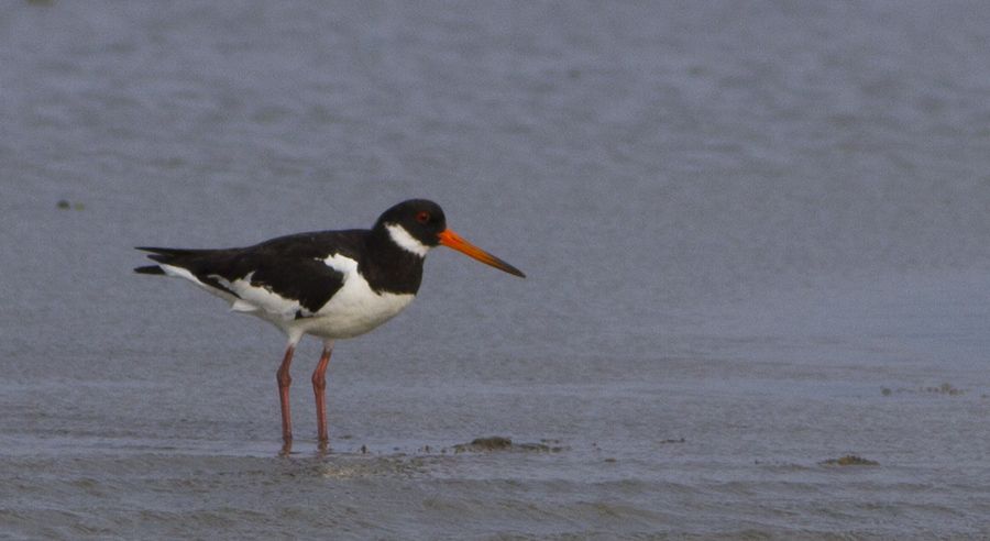 Eurasian Oystercatcher