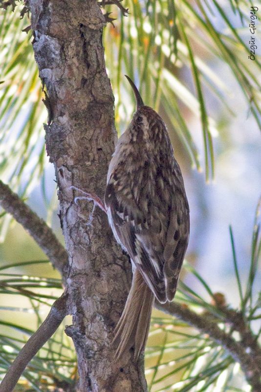Short-toed Treecreeper