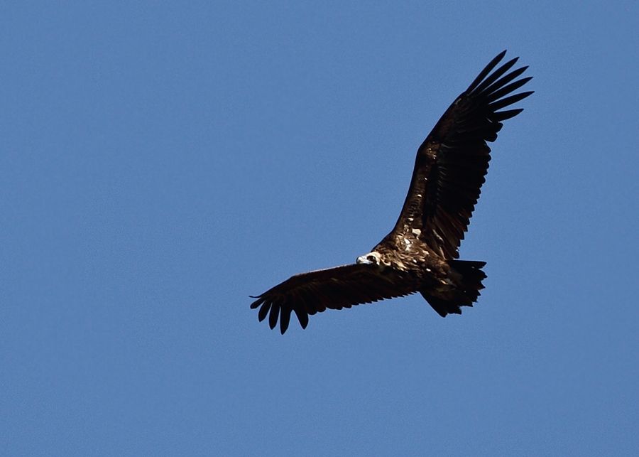 Cinereous Vulture