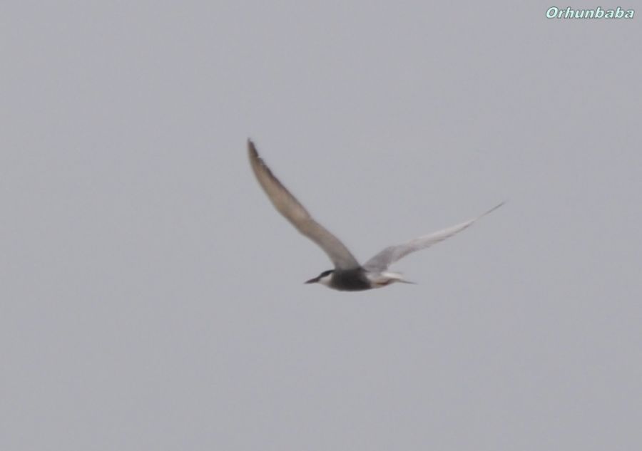 Whiskered Tern