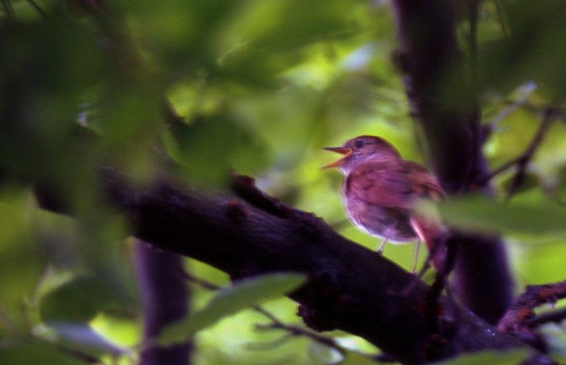 Common Nightingale