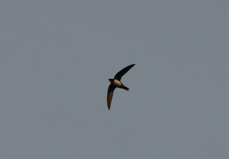 Alpine Swift
