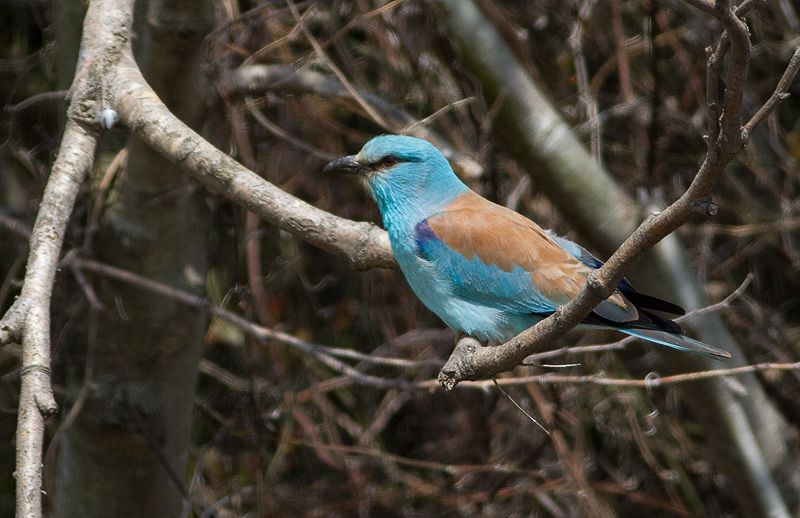 European Roller