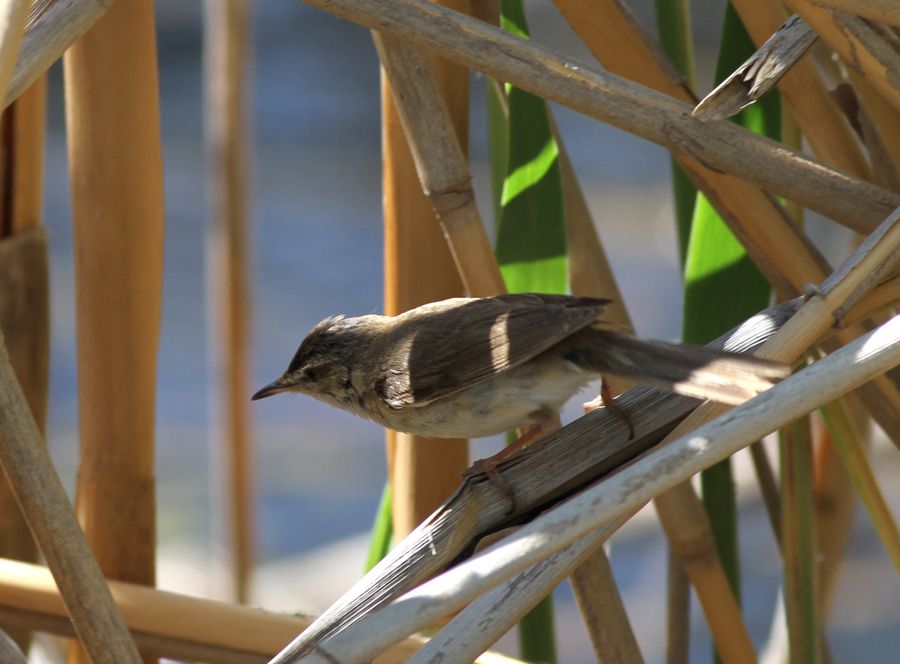 Paddyfield Warbler