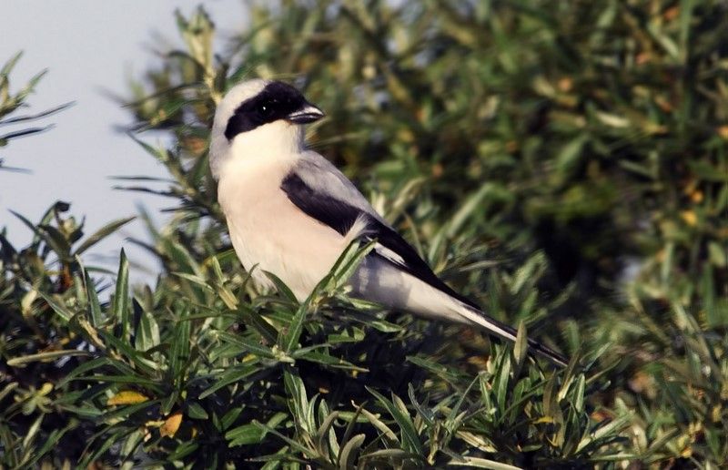 Lesser Grey Shrike