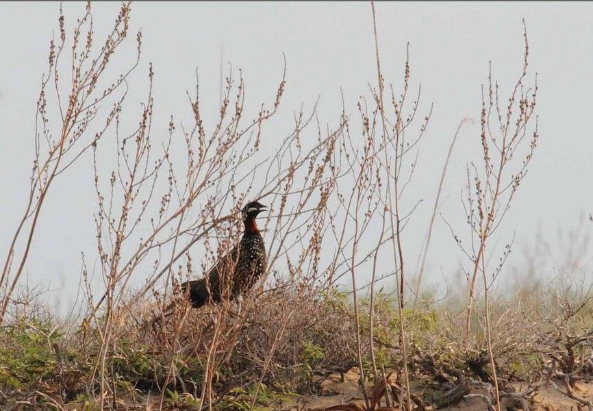 Black Francolin