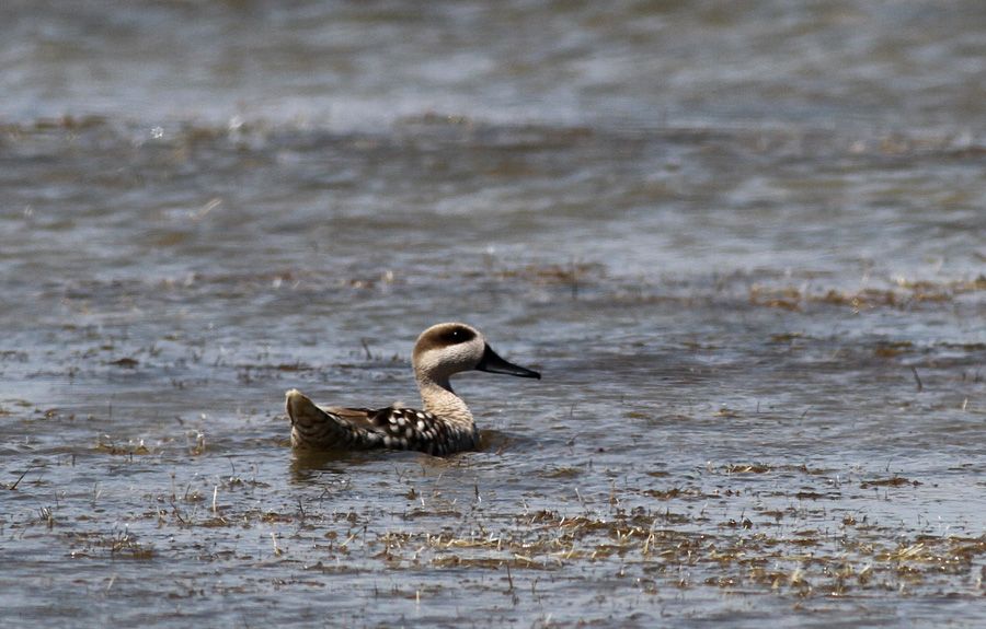 Marbled Duck
