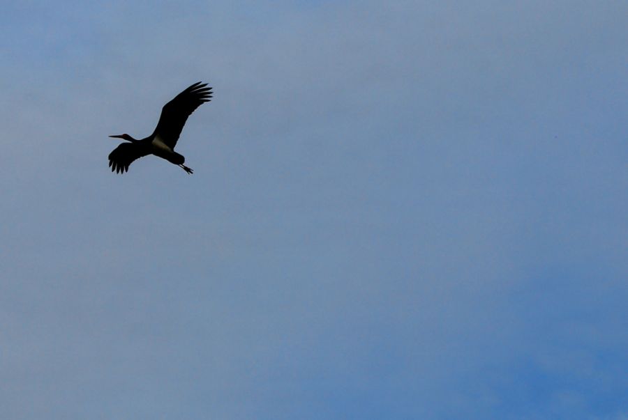 Black Stork