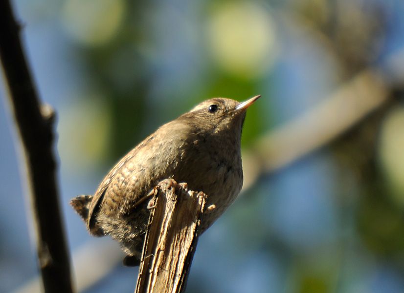 Eurasian Wren