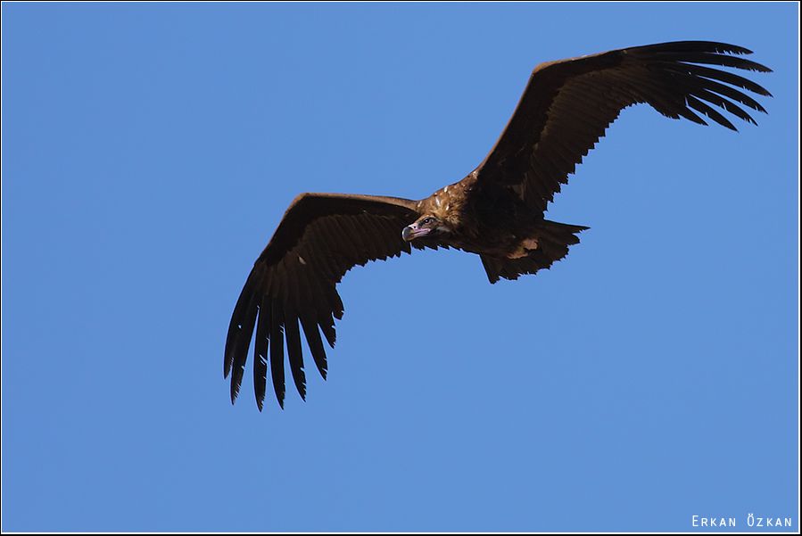 Cinereous Vulture