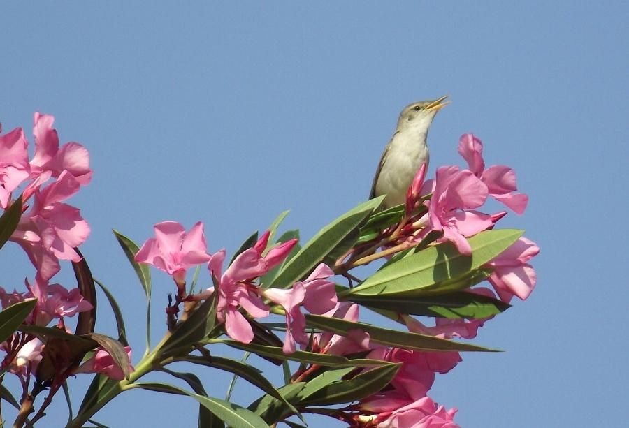 Eastern Olivaceous Warbler