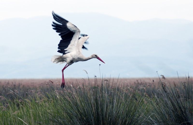 White Stork