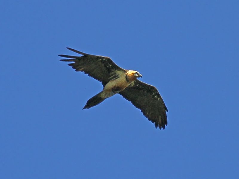 Bearded Vulture