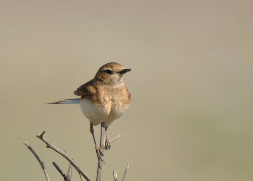 Pied Wheatear