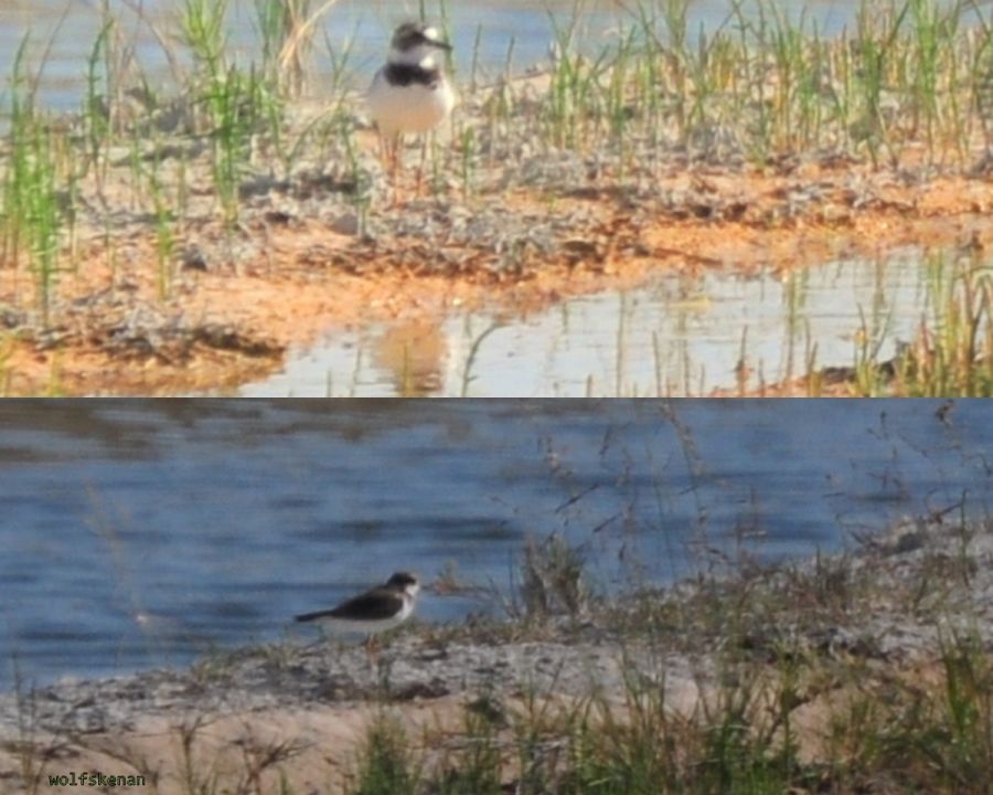 Common Ringed Plover