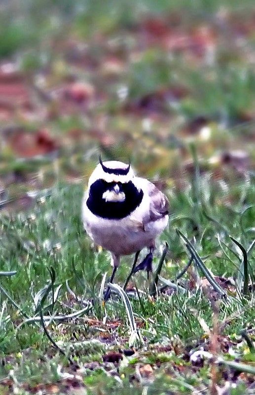 Horned Lark