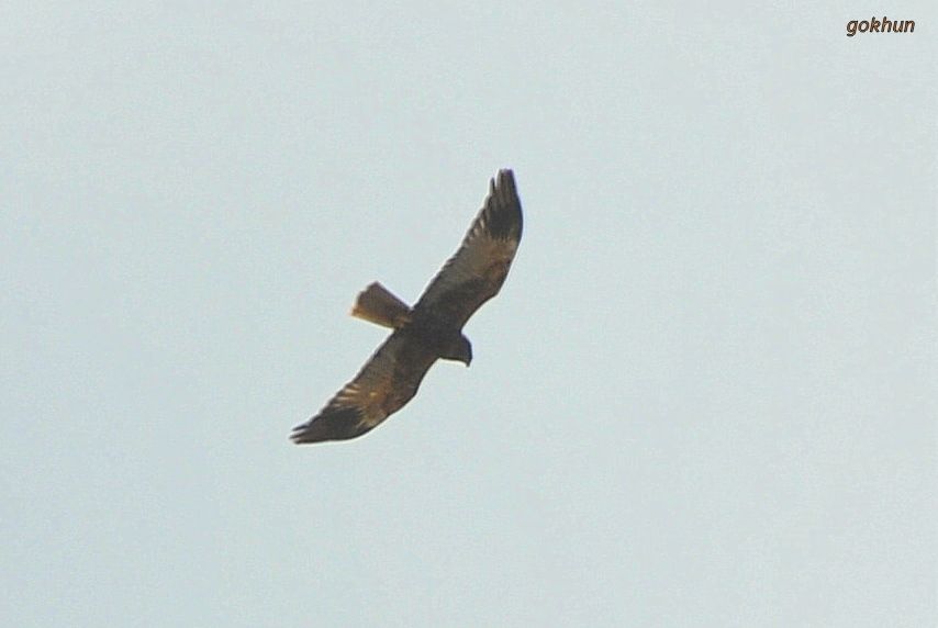 Western Marsh Harrier