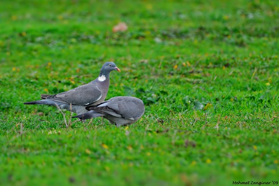 Common Wood Pigeon