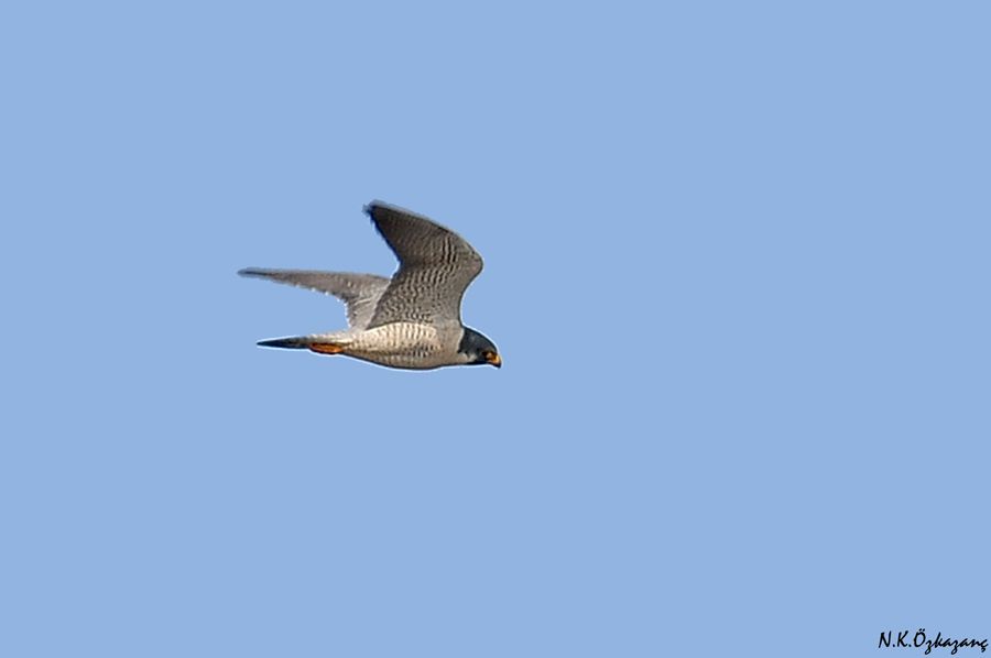 Peregrine Falcon