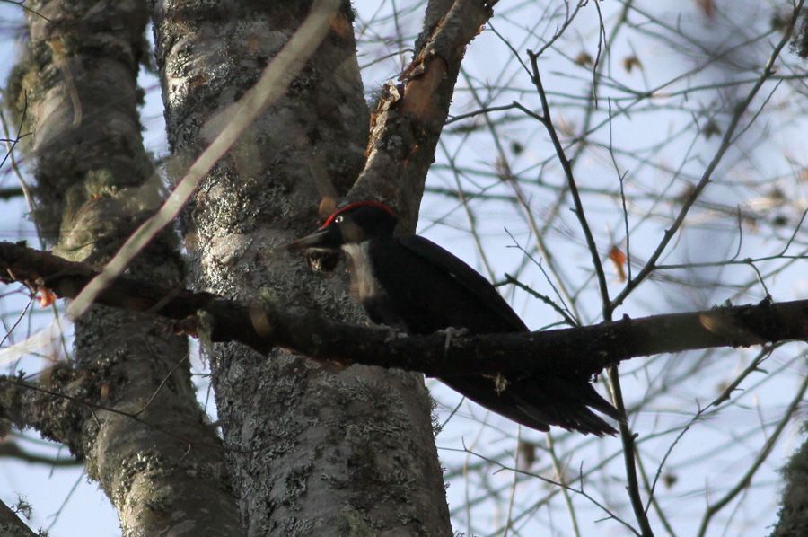 Black Woodpecker