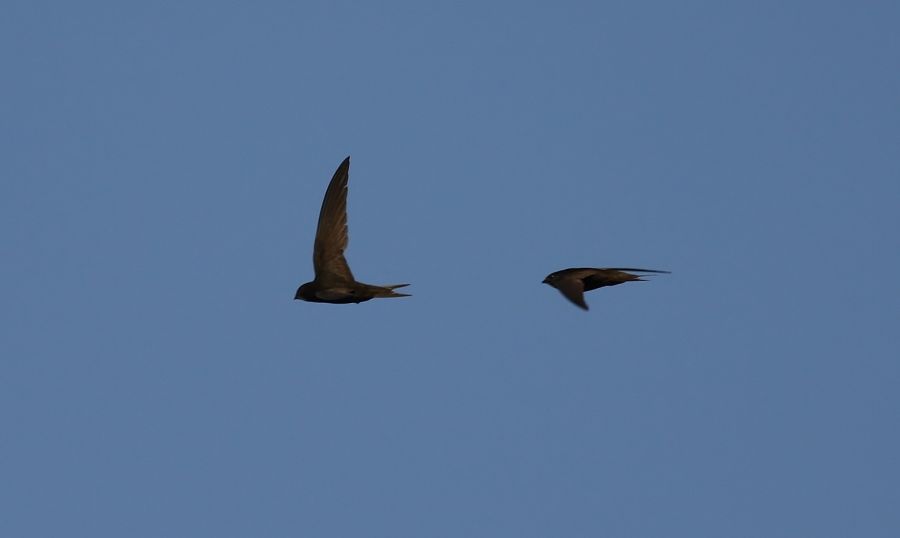 Common Swift