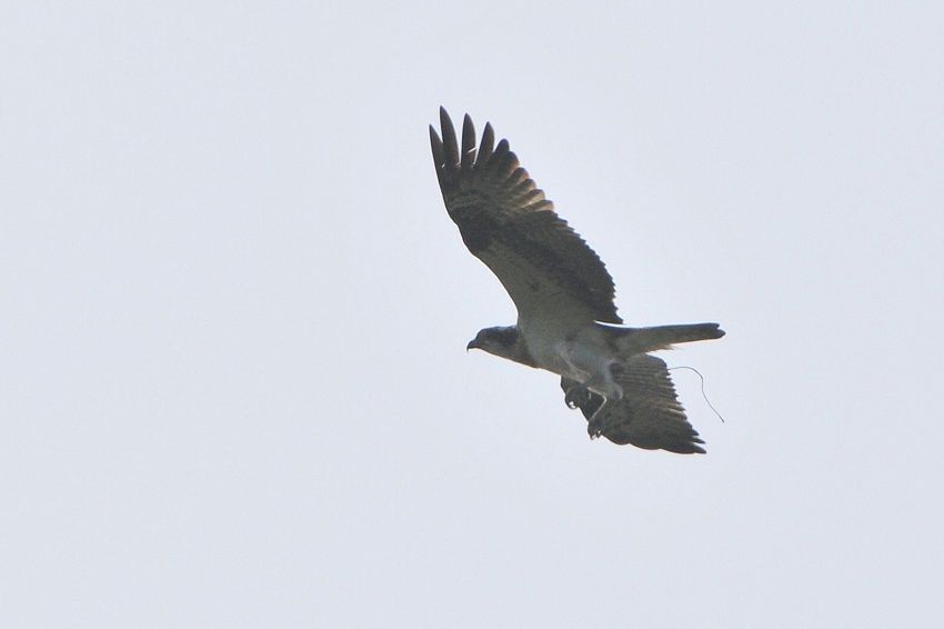 Osprey