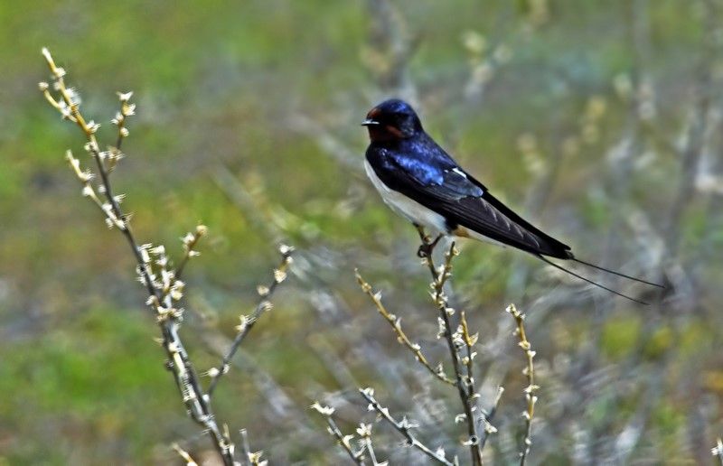 Barn Swallow