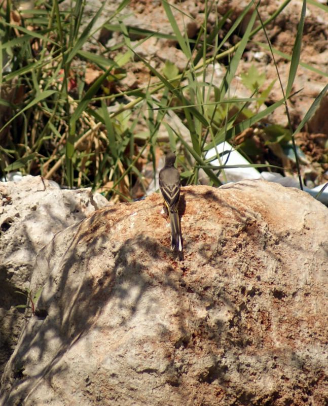Grey Wagtail