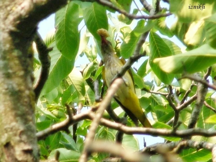 Eurasian Golden Oriole