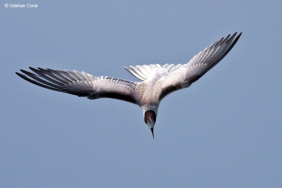 Black Tern