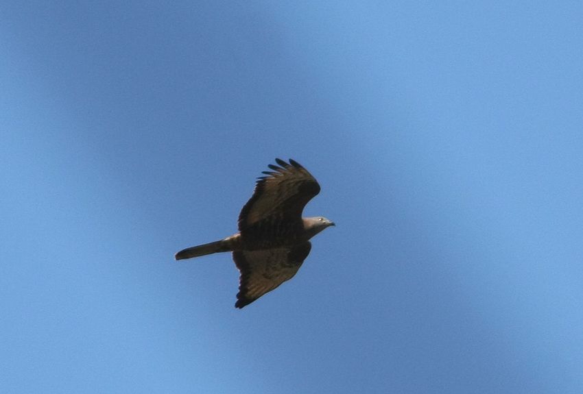 European Honey Buzzard