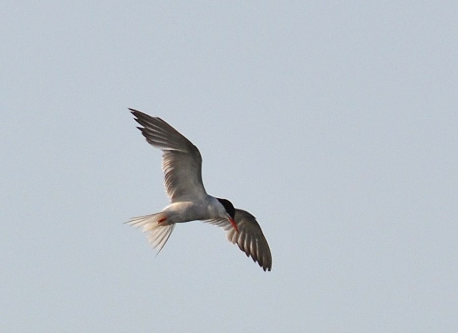 Common Tern