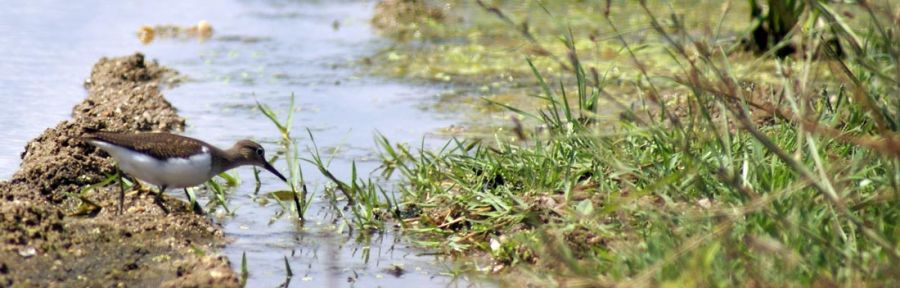 Common Sandpiper