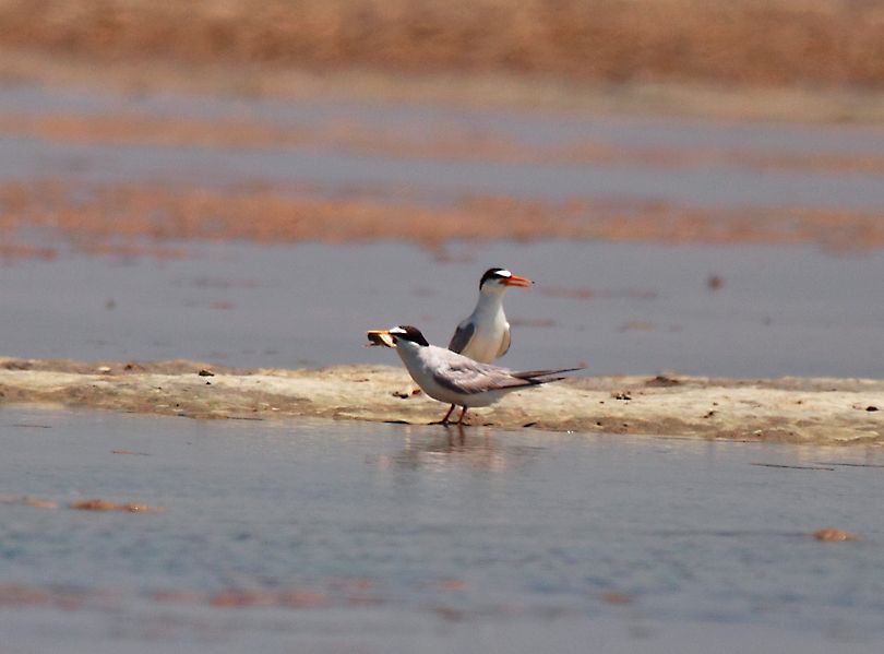 Little Tern