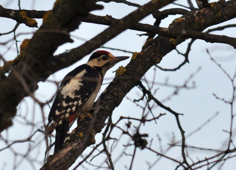 Syrian Woodpecker