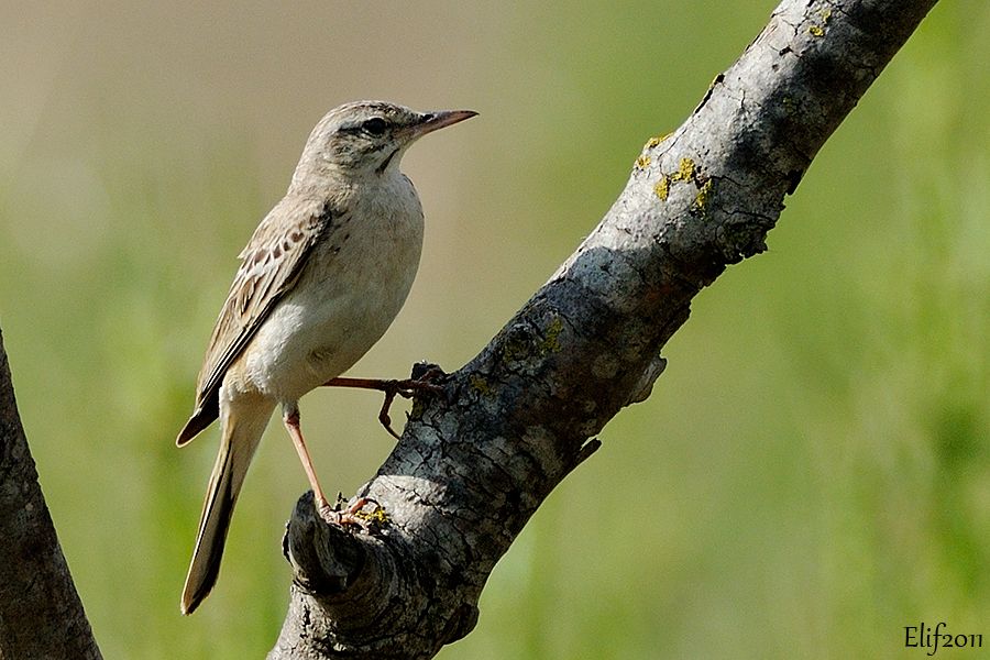 Tawny Pipit