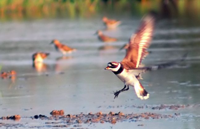 Common Ringed Plover