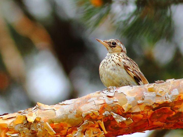 Woodlark