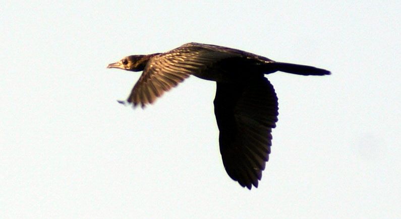Pygmy Cormorant