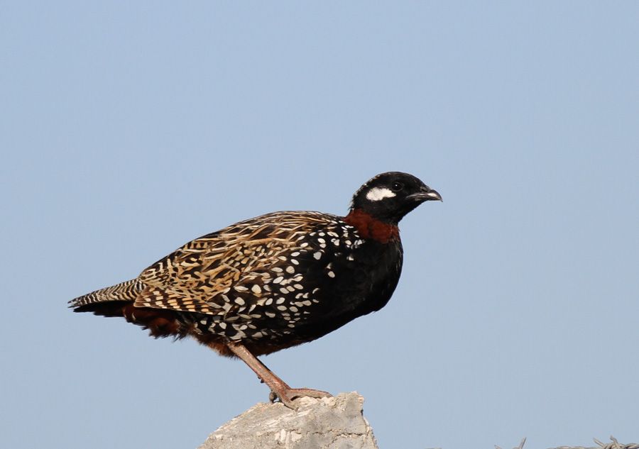 Black Francolin