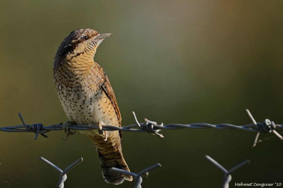 Eurasian Wryneck