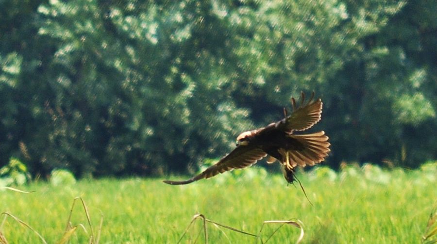 Western Marsh Harrier