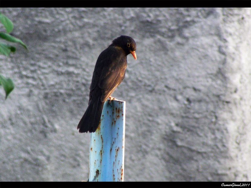 Common Blackbird