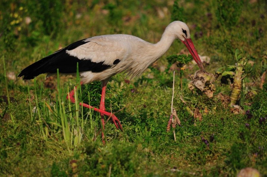 White Stork
